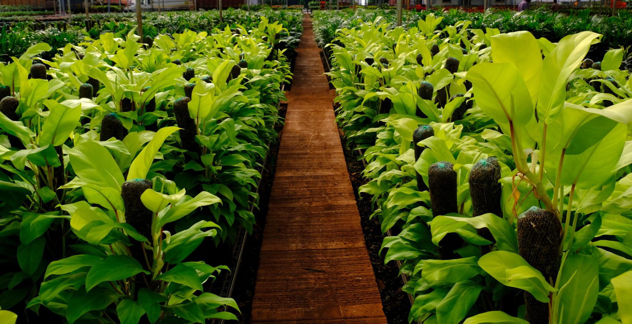 Gardening Collection