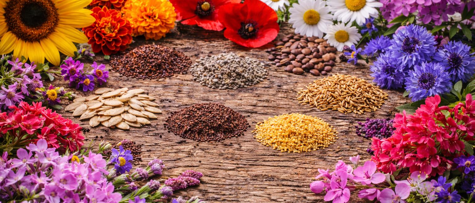 Organic Seeds